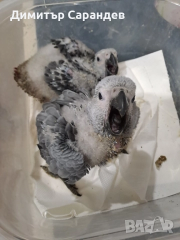 Продавам папагали Жако, снимка 2 - Папагали - 52070535