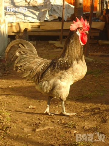 Продавам яйца от Брезе