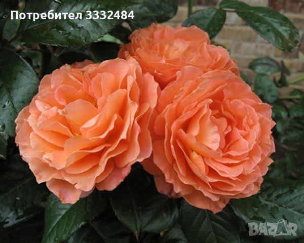 Роза 11, снимка 1