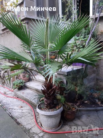 Продавам палма "Вашингтония", "Вашингтон", снимка 6 - Стайни растения - 38726415