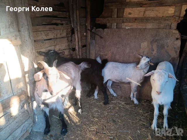 Продавам един пръч и ярета, снимка 2 - Кози - 56362532