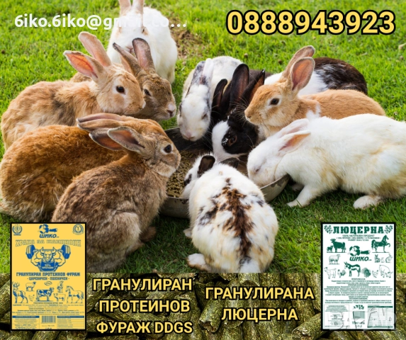 Гранулиран протеинов фураж DDGS, снимка 2 - Коне - 51875593