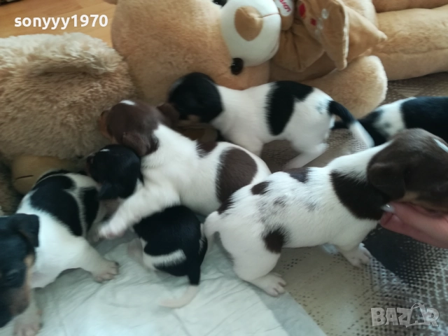 ДЖАК РЪСЕЛ СЛАДУРИ 250ЛВ ЗА КУТРЕ 1409250841, снимка 5 - Джак ръсел териер - 51706283