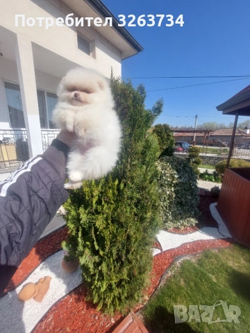 Игриви момиче и момче на 50 дни, снимка 3 - Померан - 53851540