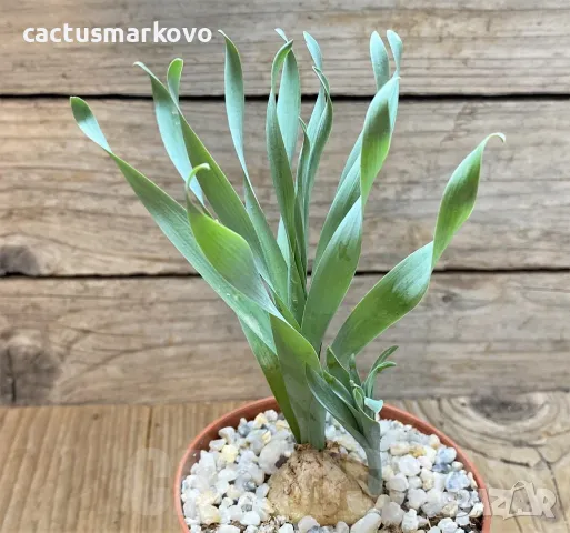 Cyrtanthus spiralis, снимка 2 - Стайни растения - 48022562