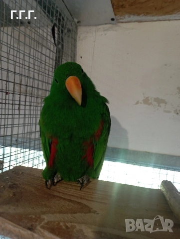 Мъжки папагал еклектус