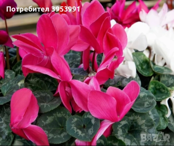 Циклама от микс цветове , снимка 3 - Градински цветя и растения - 53575610