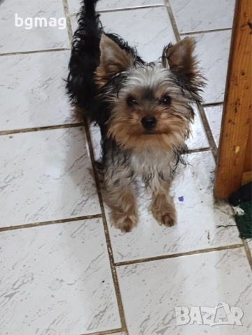 Йоркширски териер мини йорки., снимка 8 - Йоркширски териер - 51929023