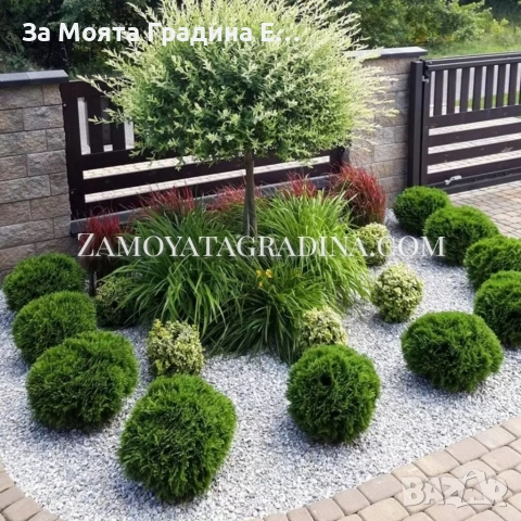 Туя Голд Даника , снимка 12 - Градински цветя и растения - 53634387