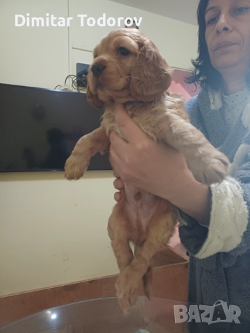 Кокерчета, снимка 2 - Кокер шпаньол - 52696785