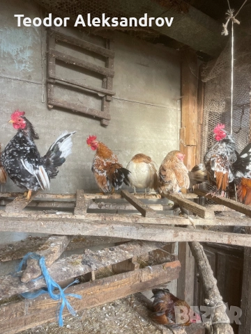 Продавам серами, снимка 8 - За птици - 52514845