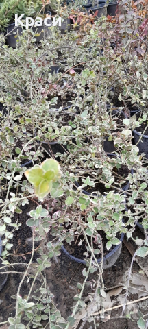 Радиканс пъстър- зелено и бяло, снимка 1 - Градински цветя и растения - 44277624