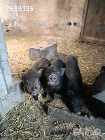 Прасенца, снимка 2 - Прасета - 53456523