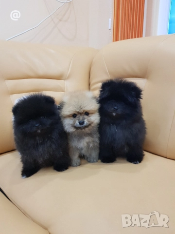 Померани померанчета свободни!, снимка 7 - Померан - 52967634