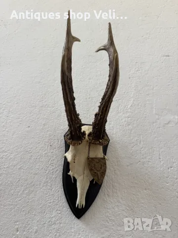 Трофей от сръндак №6824, снимка 1