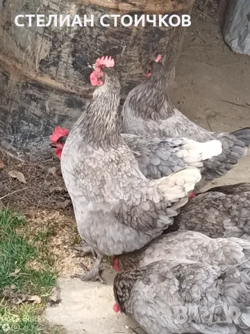   яйца за люпене от син маран, снимка 2 - Кокошки и пуйки - 13512165