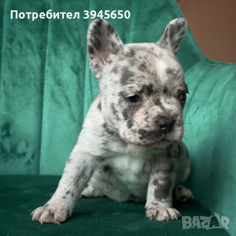 Бебета French bulldog , снимка 4 - Френски булдог - 53841960