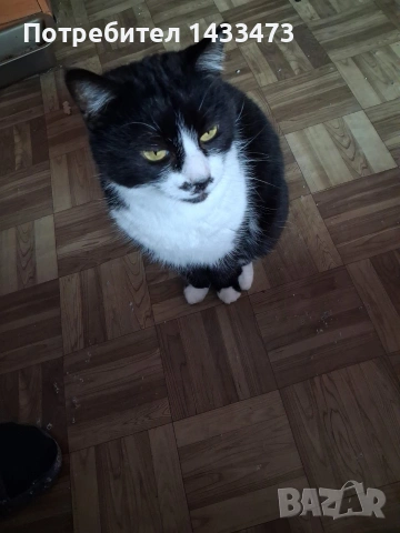 Хубавата Адолфина търси дом , снимка 6 - Други - 53648498