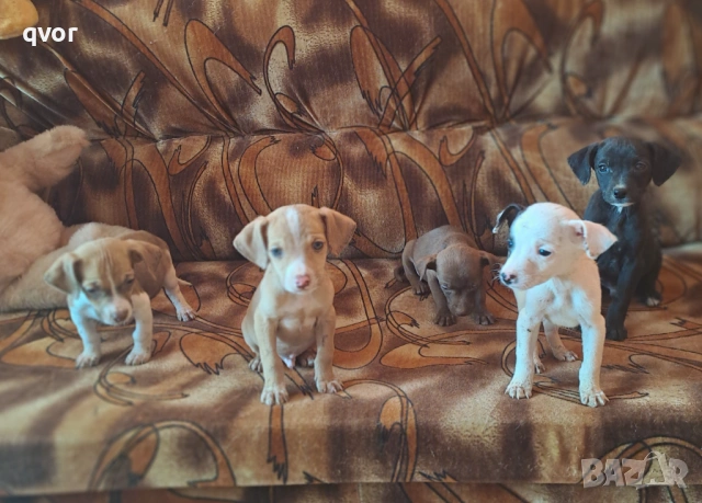 Продавам джак ръсел, снимка 6 - Джак ръсел териер - 53494540