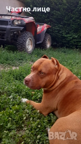 Търсим приятелка за Макс 5г. стаф, снимка 7 - Американски стафордширски териер - 52591461