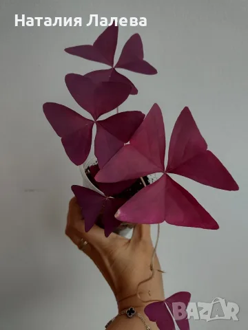 Оксалис, oxalis Mijke