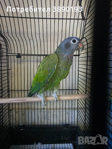 Бебе синеглав амазонек, снимка 2 - Папагали - 52844996