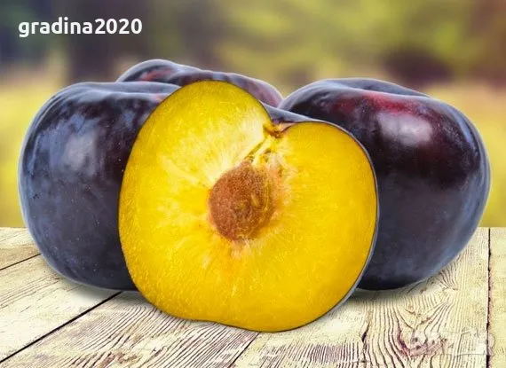 Слива - Анджелино Най едрия сорт сливи, снимка 5 - Разсади - 48059307