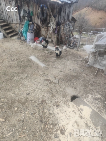 Петли дългопейци