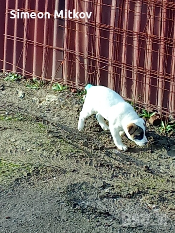 здравейте приятели продавама алабаѝ на 55 дена 0876891693, снимка 2 - Алабай - 53366652