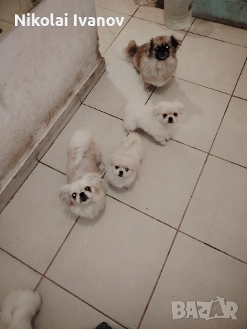 Бели пекинезчета на 60 дни , снимка 4 - Пекинез - 53741692