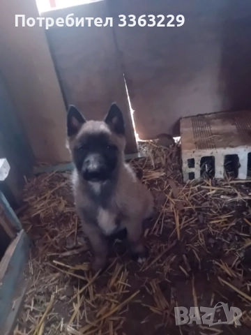 Продавам , снимка 2 - Белгийска овчарка - 52840117