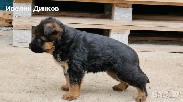 Мъжки немски овчарки с родословие. , снимка 3 - Немска овчарка - 53136357