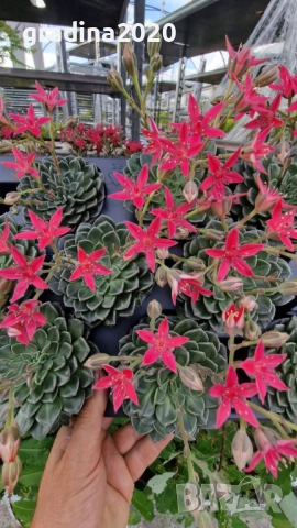 Ехеверия „Испанска звезда“ – сукулент с яркорозови цветове, снимка 5 - Разсади - 52688250
