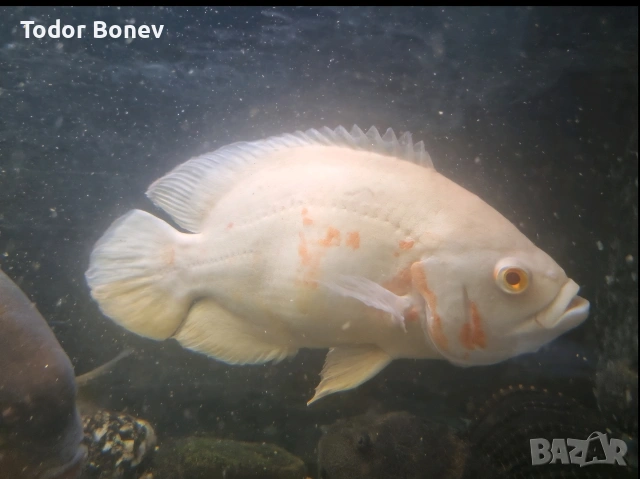 Продавам тези три красиви риби Астронатус,гибицепс, снимка 3 - Рибки - 53098821