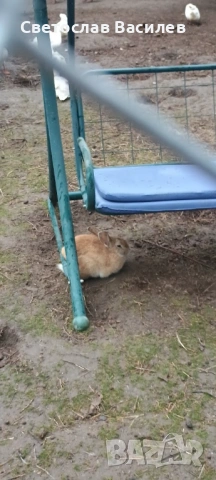 Продавам зайци, петли и патици за консумация + декоративно козле, снимка 7 - Други - 53028884