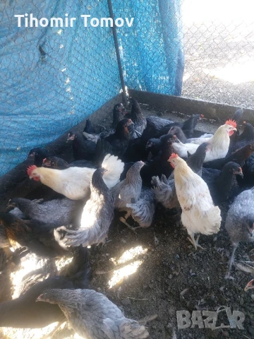 продавам ярки петлета пуйчета , снимка 2 - Кокошки и пуйки - 51065532