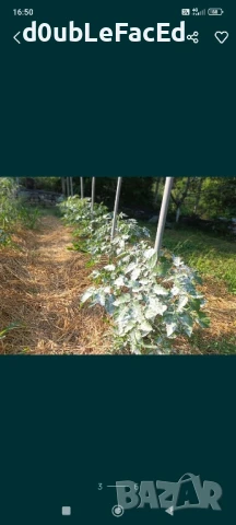 Каменно брашно за градината , снимка 3 - Градински мебели, декорация  - 51169465