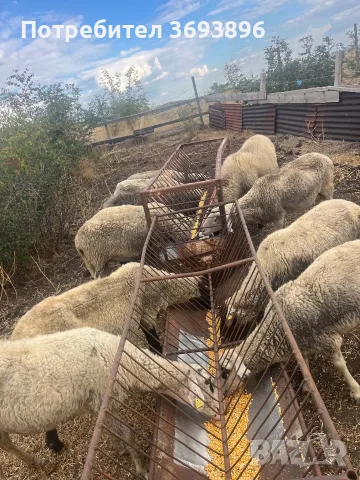 Продавам овце брак 
