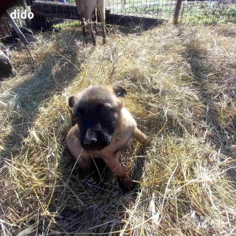 Продавам белгийски овчарки/малиноа