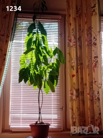 Авокадо 3 броя в саксия 120 см.