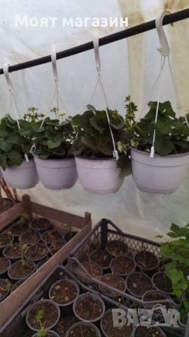 Каскадна ягода - целогодишни, снимка 2 - Градински цветя и растения - 53645363