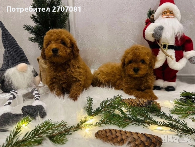 Мини пудел, снимка 5 - Пудели - 52913297