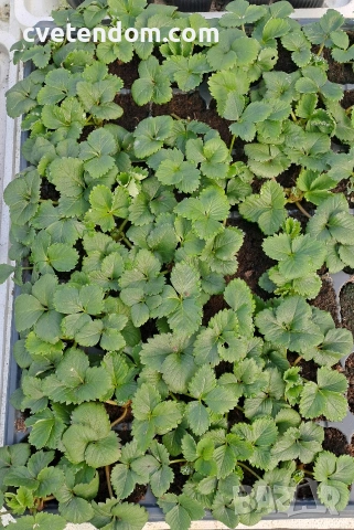 РАЗСАД ЯГОДИ