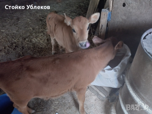 Мъжки червени телета кръстоска,с,,,Абърдийн,,на,два,месеца.