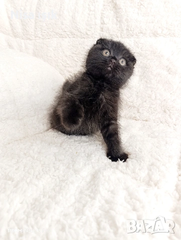 момченце шоколад най рядко срещания цвят в българия при кой ли ще спинка тази вечер