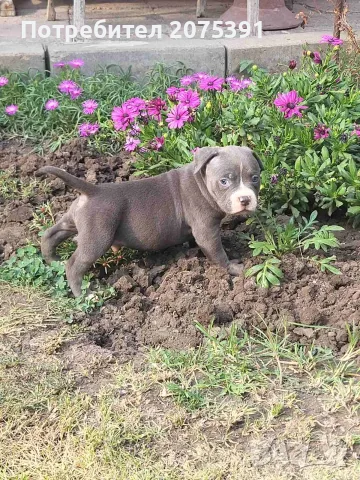 Американско були покет  American bully , снимка 2 - Питбул - 55752145
