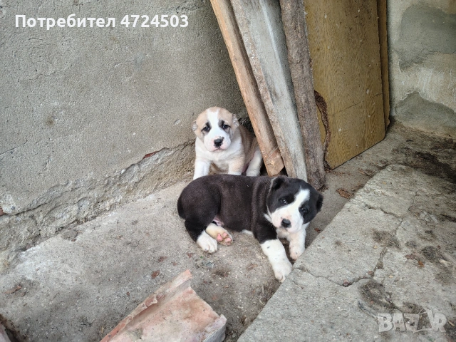 Алабай (Средноазиатски овчарки), снимка 3 - Алабай - 53293792