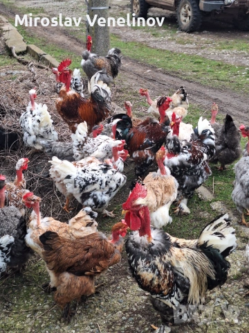 Продавам оплодени яйца от кокошки голошиики, снимка 2 - Кокошки и пуйки - 53650692