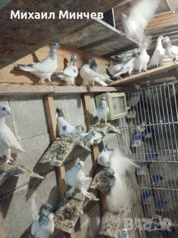Продавам Унгарски високолетачи (Бързаци)., снимка 6 - Гълъби - 45586136