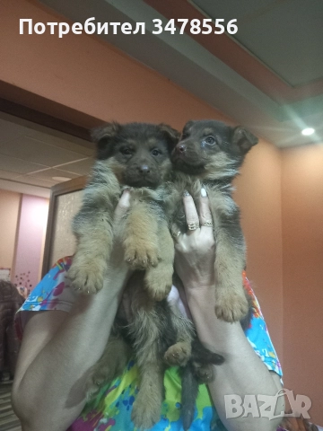 Немска овчарка 